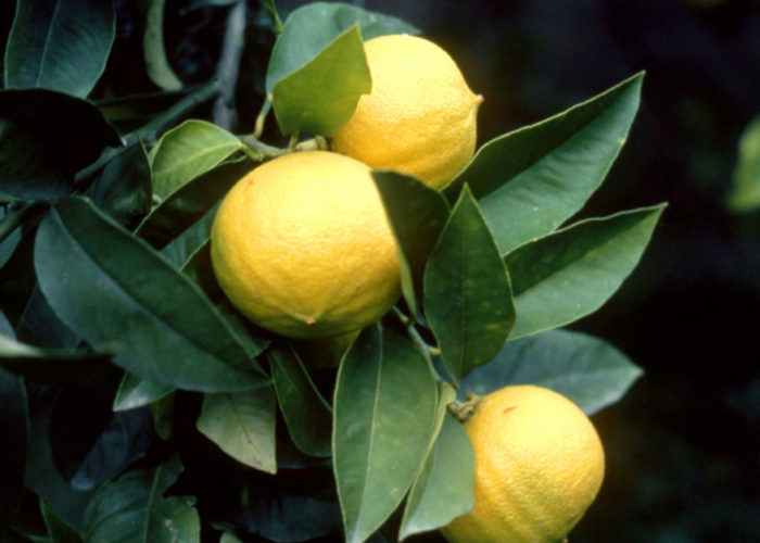 Les bergamotes