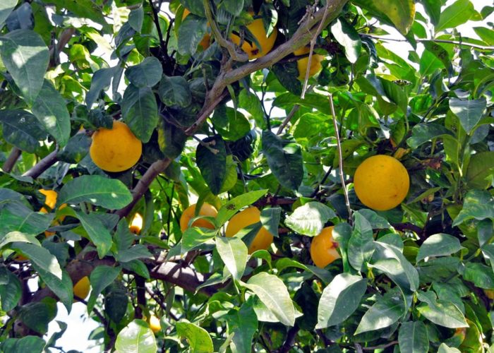 Bergamotes dans un bergamotier