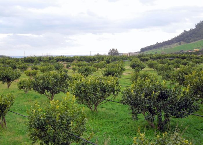Vergers de bergamotiers en Calabre