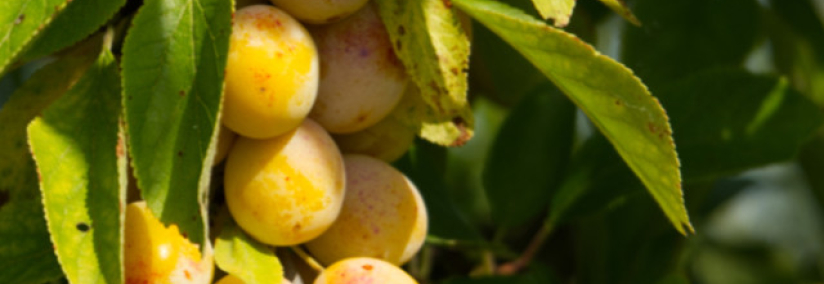 De Rozelieures aux Perles de Lorraine