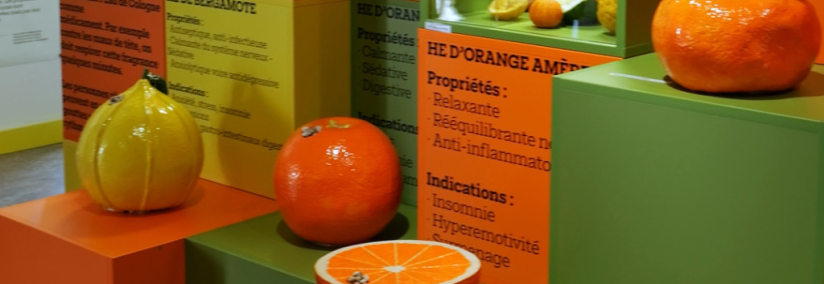 Une exposition pour tout savoir sur la bergamote de Nancy